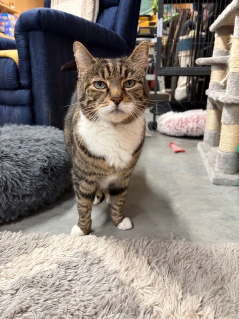 JOY (FOSTER CAT) BONDED WITH SONNY - Domestic Short Hair available for adoption