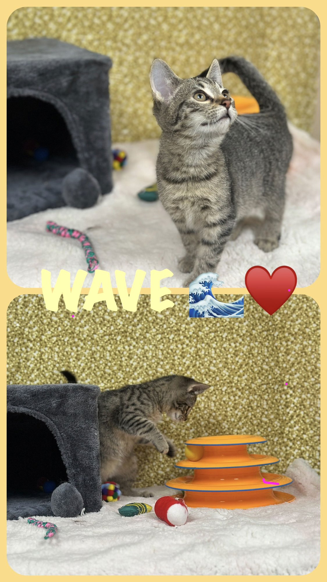 WAVE (FOSTER CAT) - Domestic Short Hair available for adoption