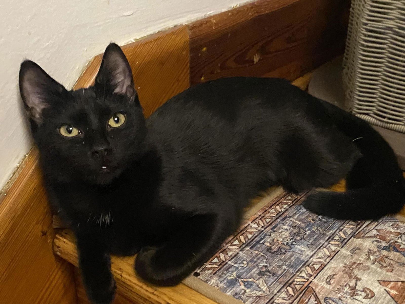 PENNY POP (FOSTER CAT) - Domestic Short Hair available for adoption