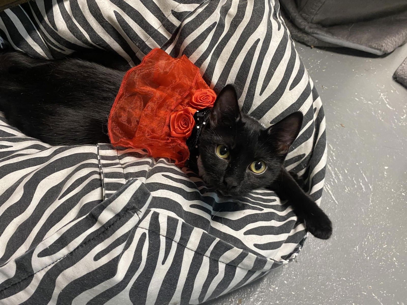 PENNY POP (FOSTER CAT) - Domestic Short Hair available for adoption