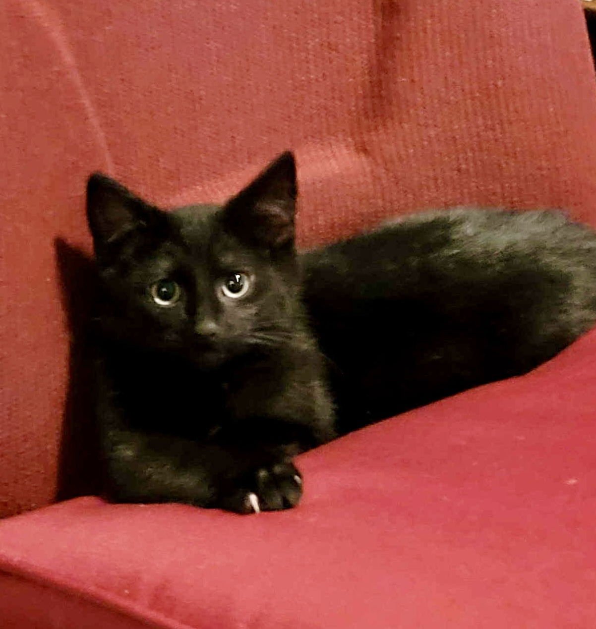 ALEX (FOSTER CAT) - Domestic Short Hair available for adoption