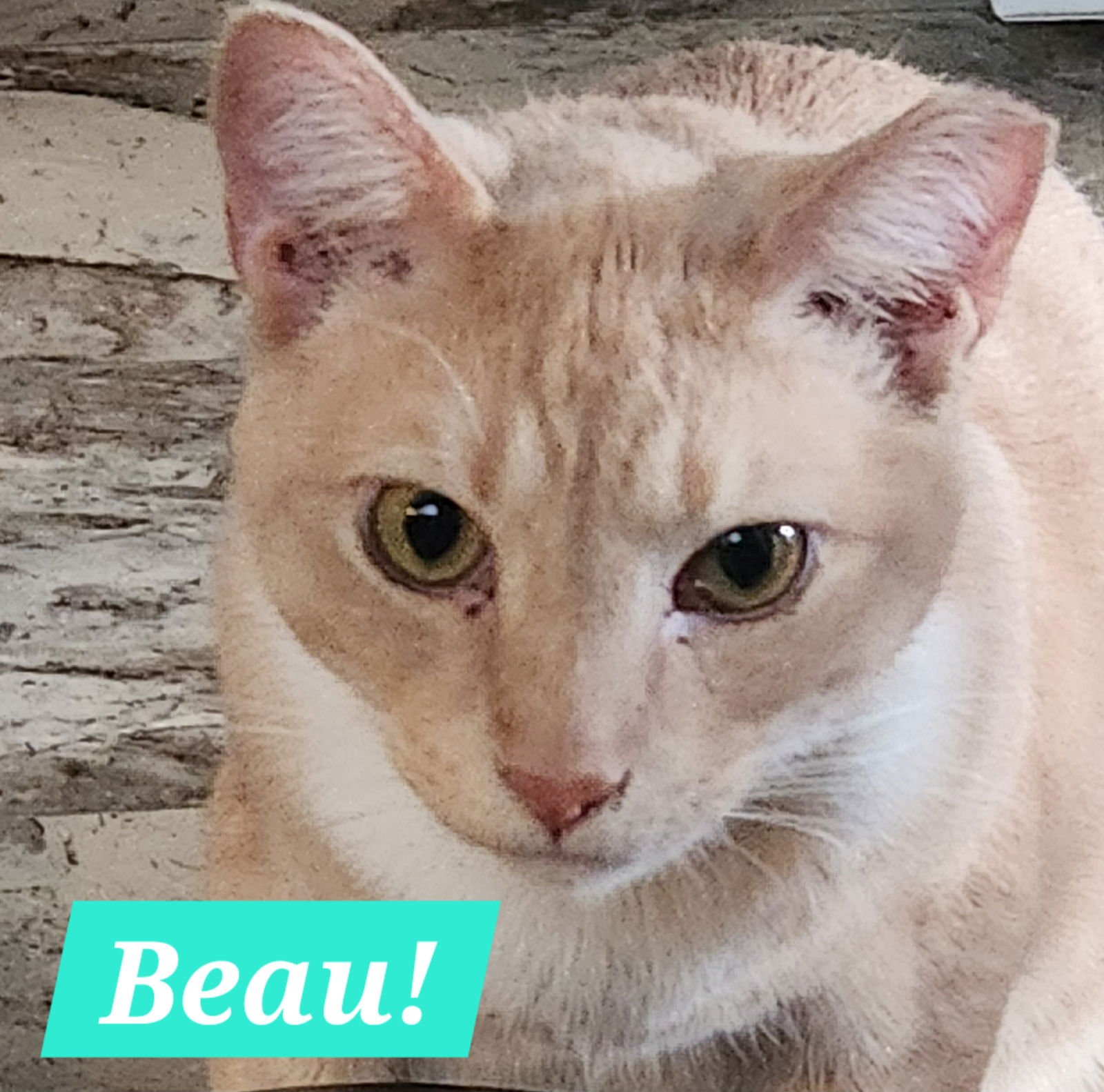 BEAU - Domestic Short Hair available for adoption