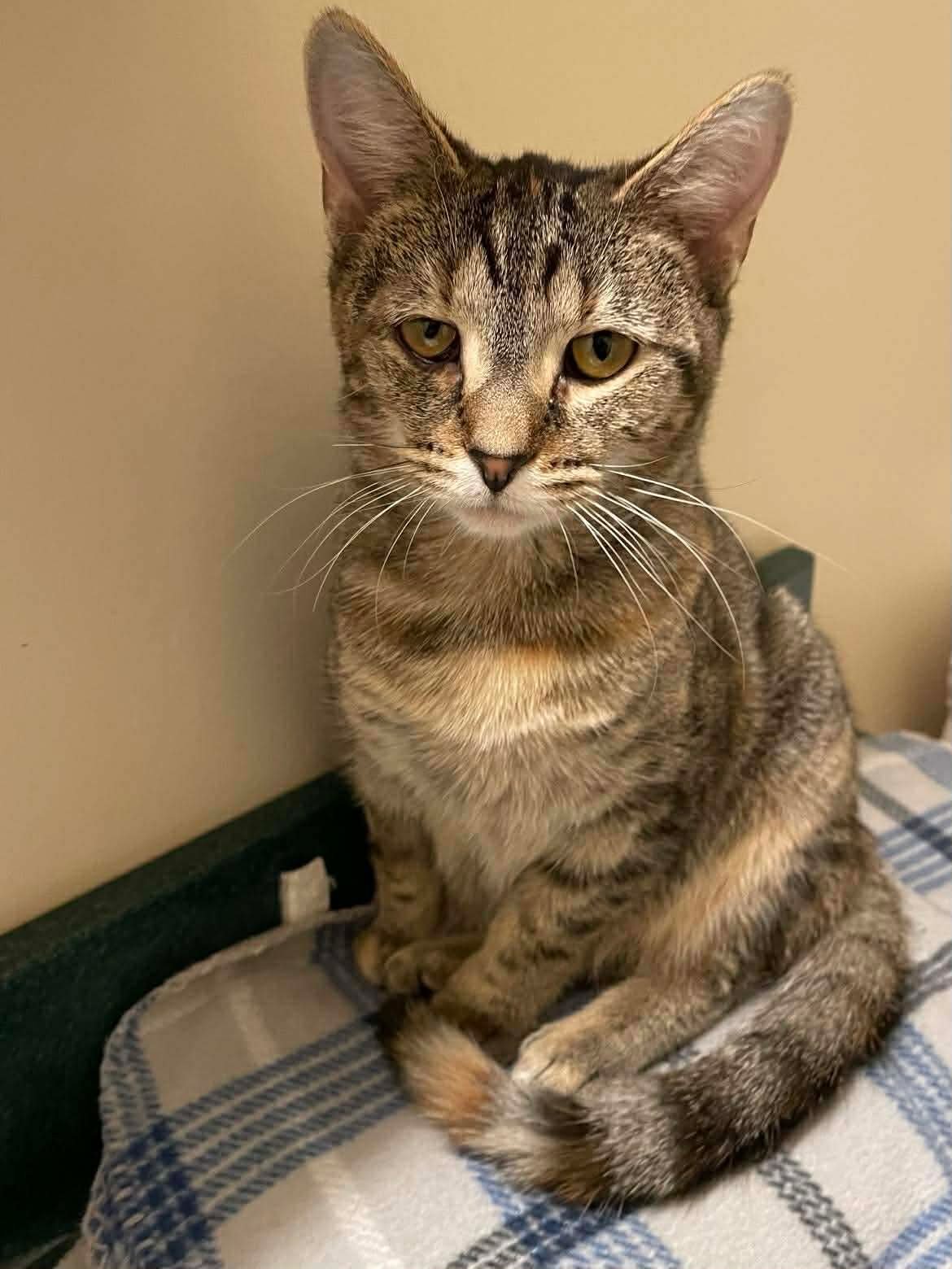 LULU - Domestic Short Hair available for adoption