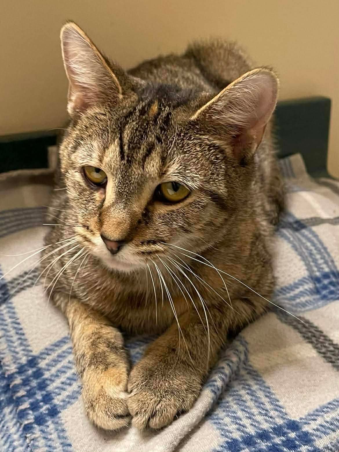 LULU - Domestic Short Hair available for adoption