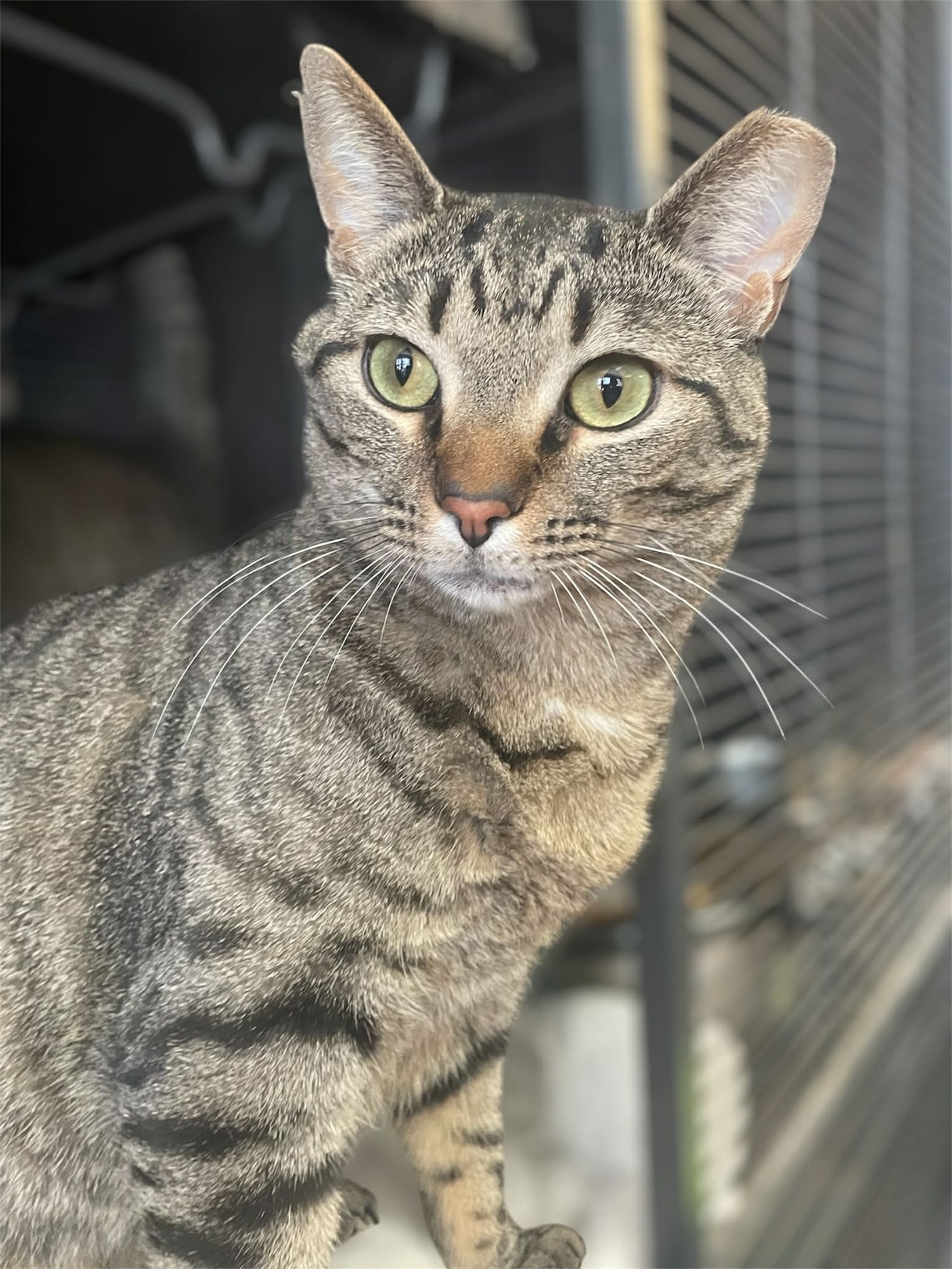 KENTUCKY - Domestic Short Hair available for adoption