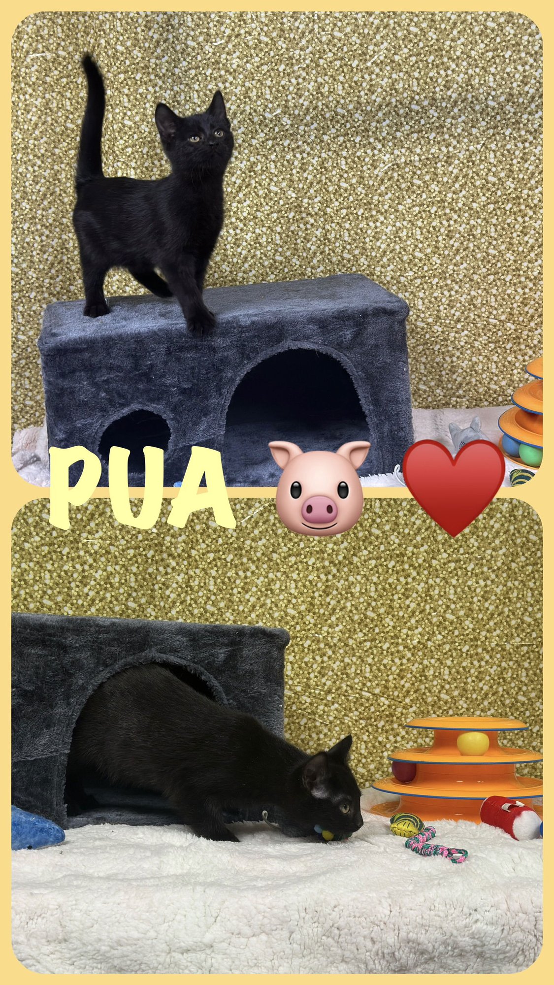 PUA (FOSTER CAT) - Domestic Short Hair available for adoption