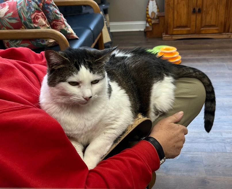 COOKEE - Domestic Short Hair available for adoption