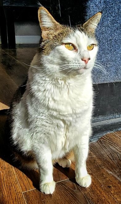 COOKEE - Domestic Short Hair available for adoption