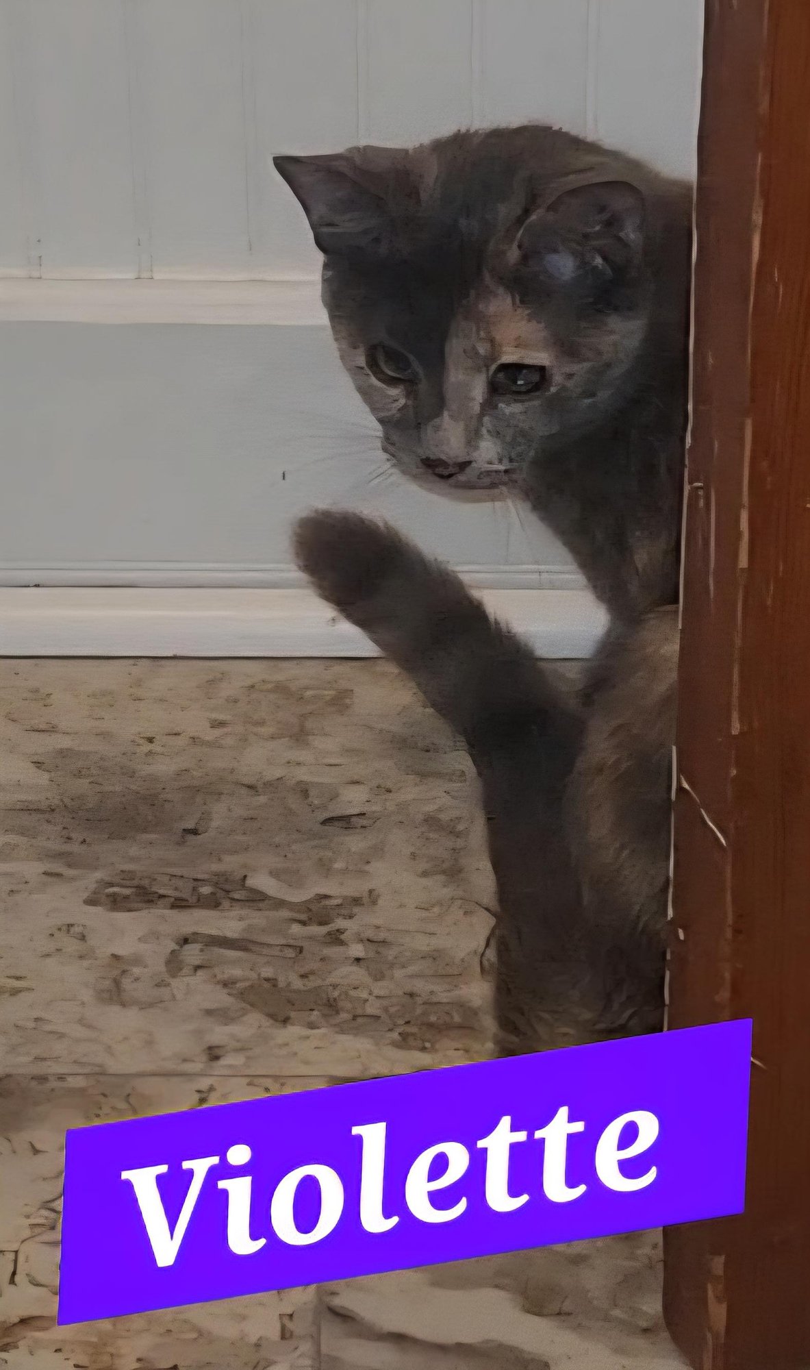 VIOLETTE (FOSTER CAT) - Domestic Short Hair available for adoption