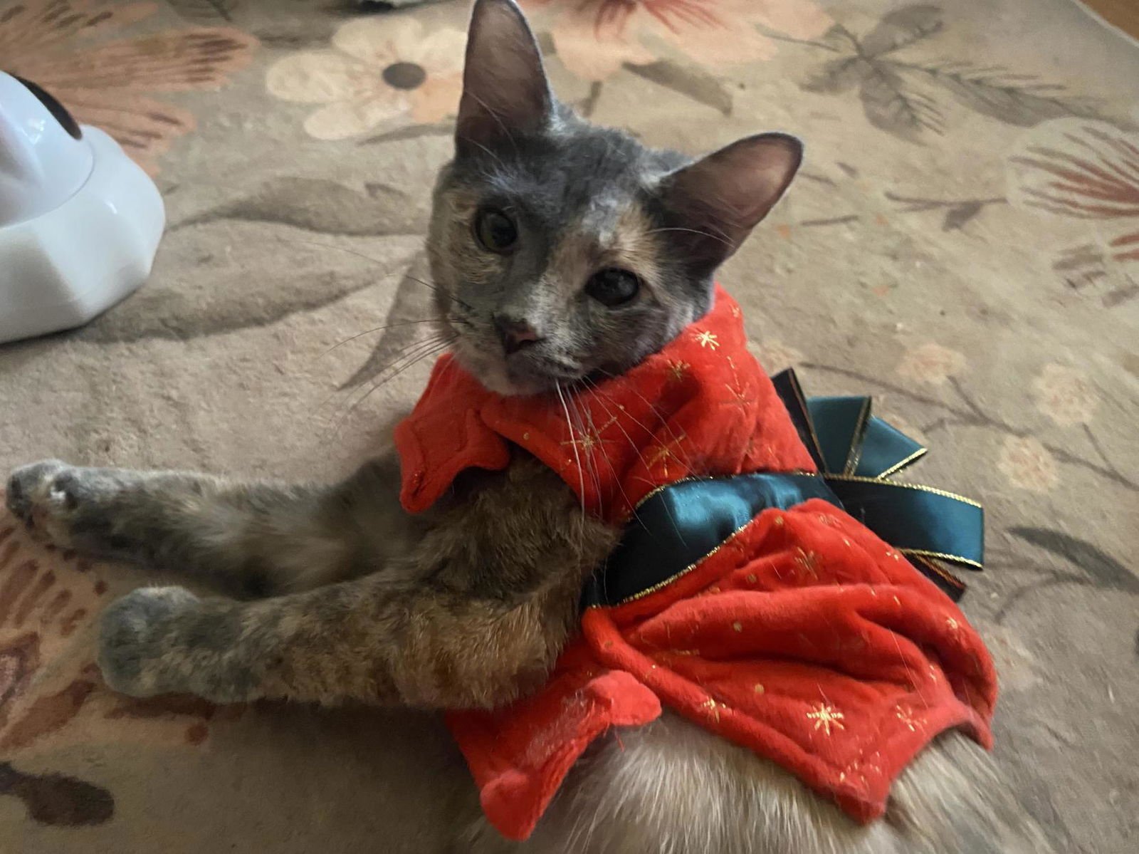 VIOLETTE (FOSTER CAT) - Domestic Short Hair available for adoption