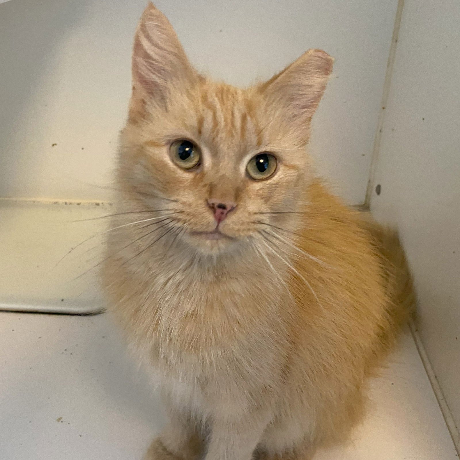 GISELLE - Domestic Medium Hair / Tabby available for adoption