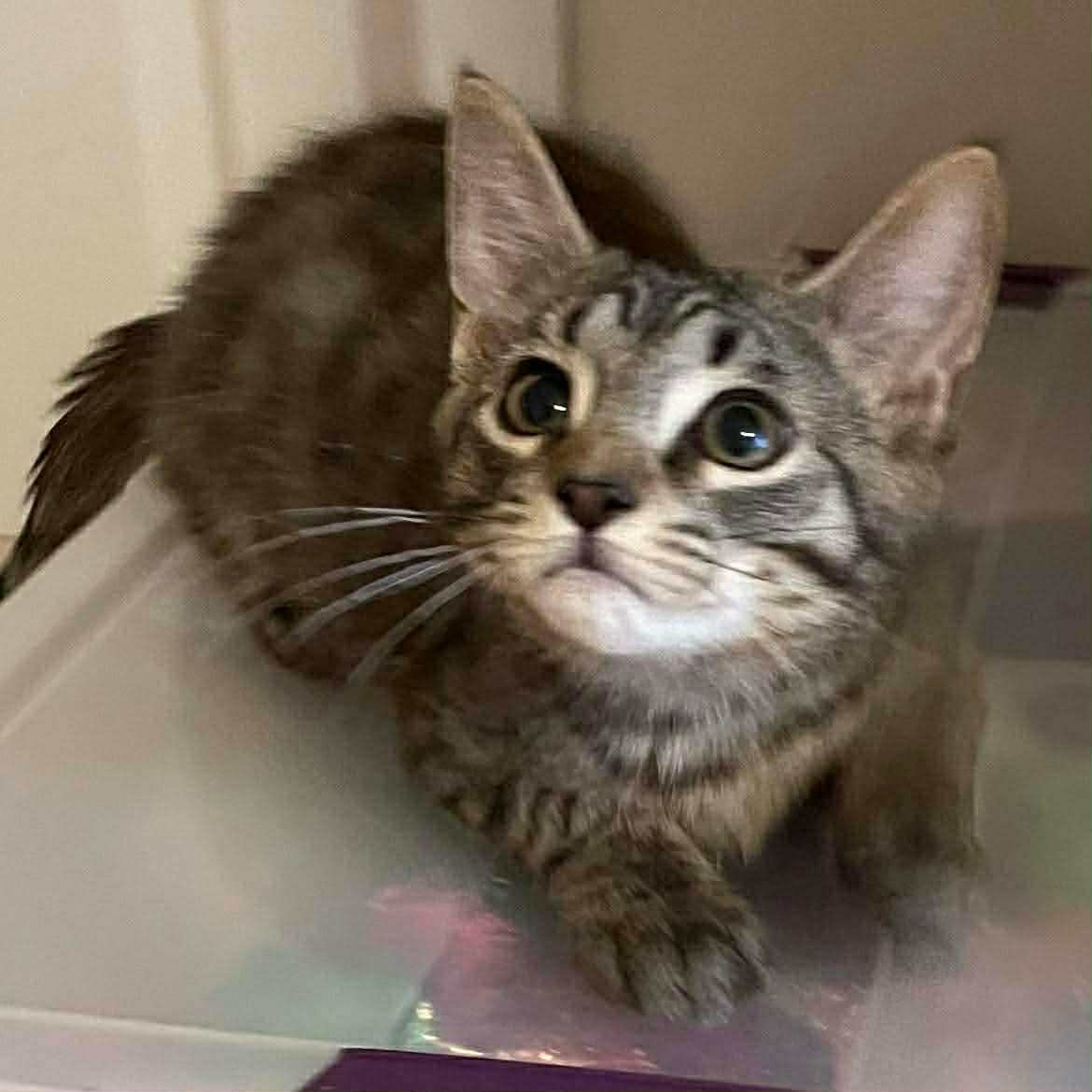 DALE (BONDED WITH CHIP) - Domestic Short Hair available for adoption