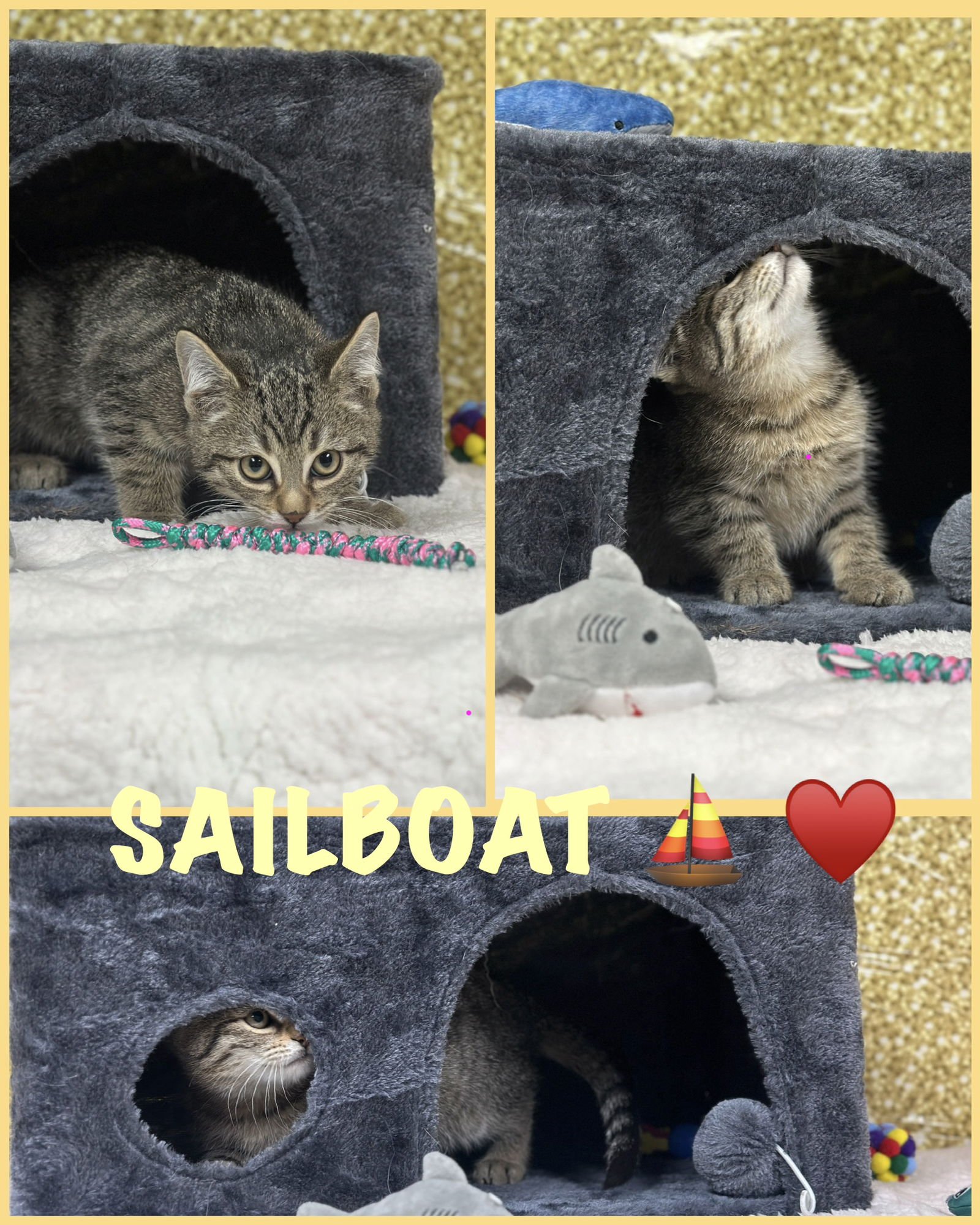 SAILBOAT (FOSTER CAT) - Domestic Short Hair available for adoption