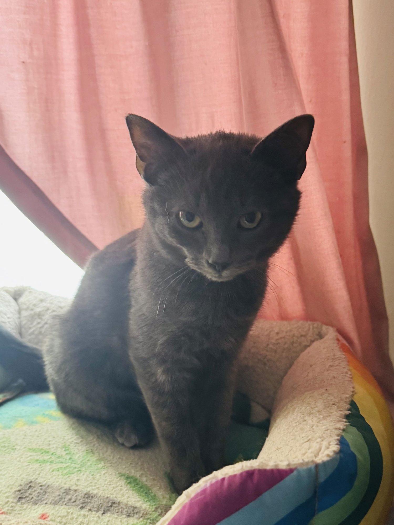 COY (FOSTER CAT) - Domestic Short Hair available for adoption