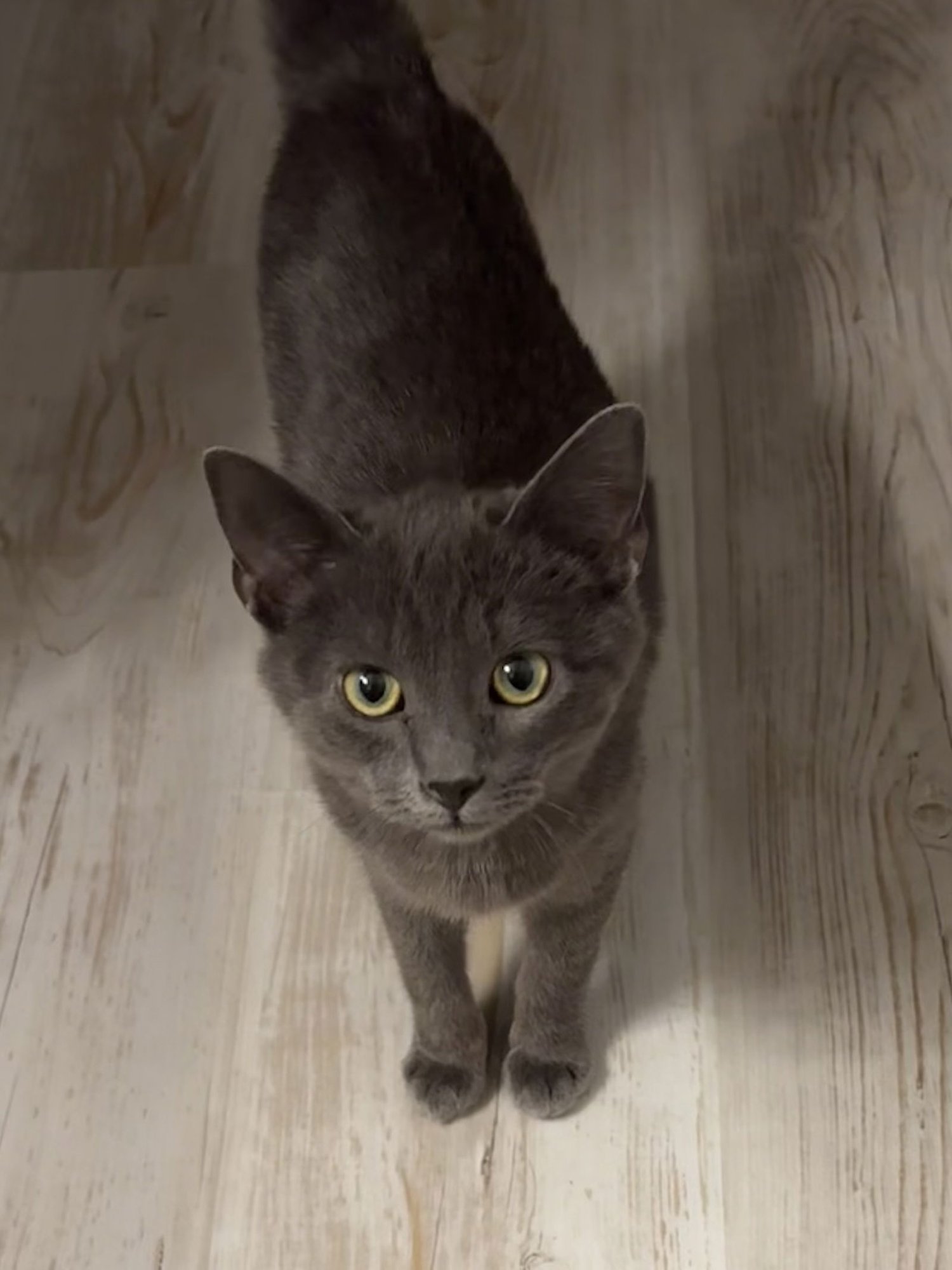 Coy (foster cat) - Photo 3