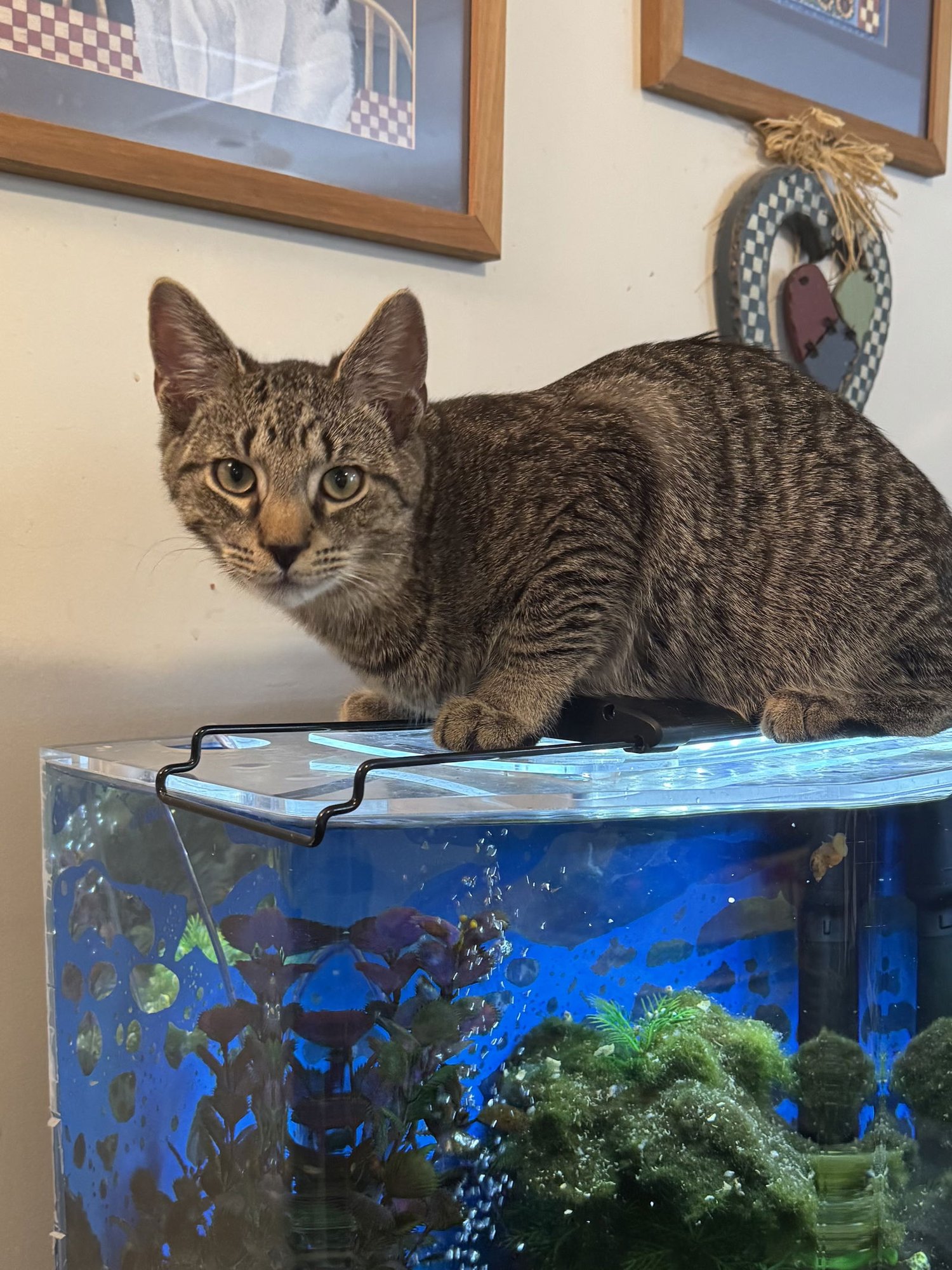 THOMAS (FOSTER CAT) - Domestic Short Hair available for adoption