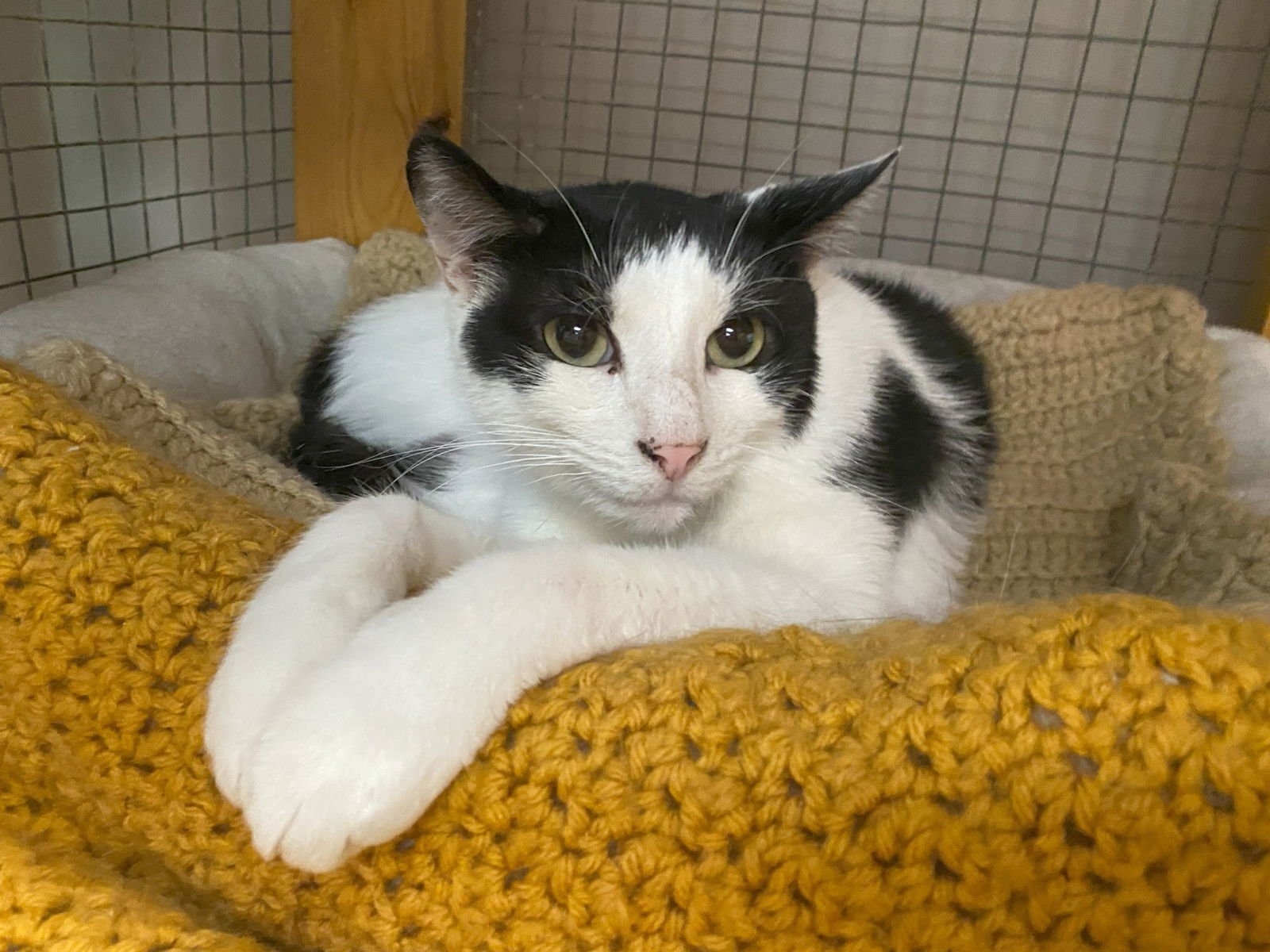 PRESLEY - Domestic Short Hair available for adoption