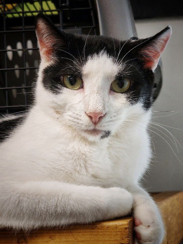 PRESLEY - Domestic Short Hair available for adoption