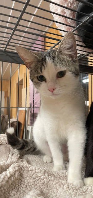 TIPPY - Domestic Short Hair available for adoption