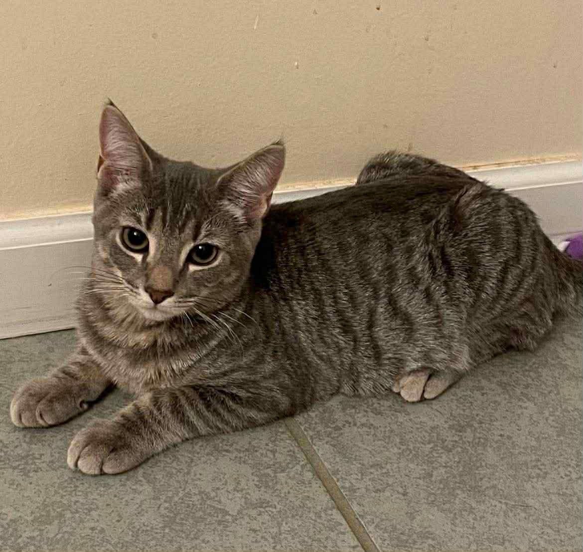 BENNY - Domestic Short Hair available for adoption