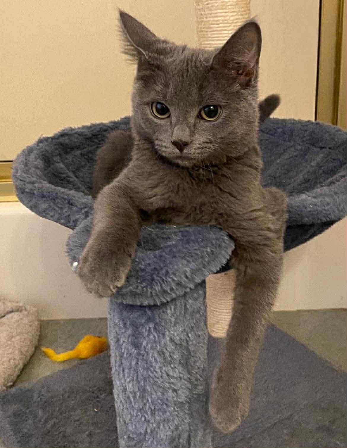 RAYA - Domestic Short Hair available for adoption