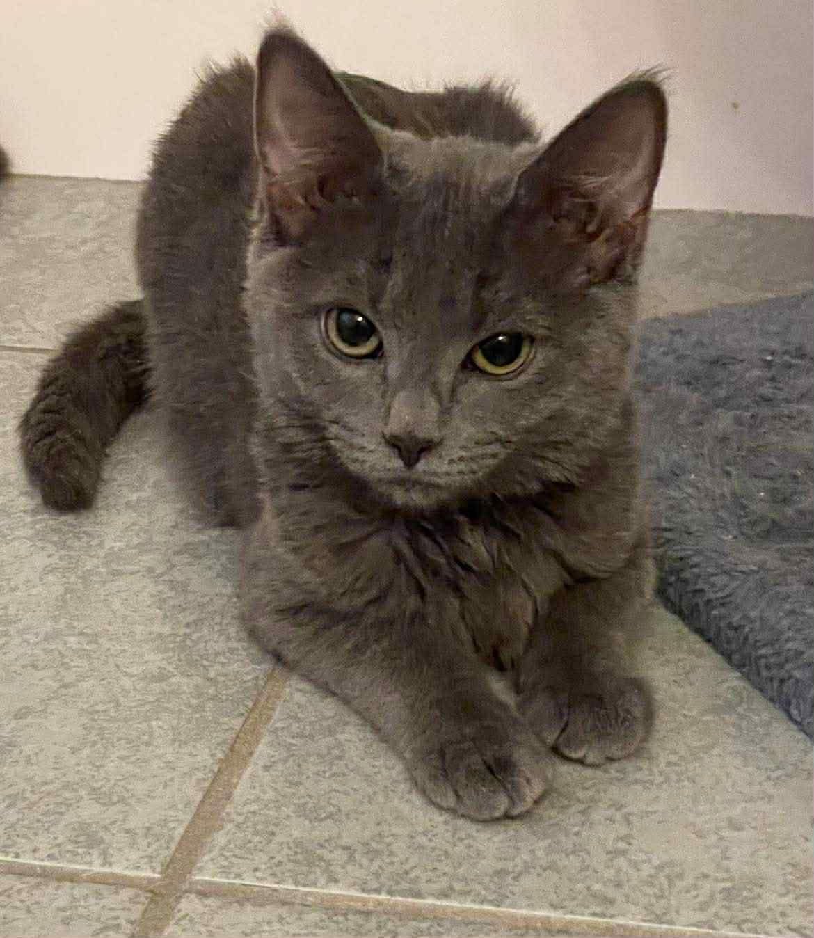 RAYA - Domestic Short Hair available for adoption