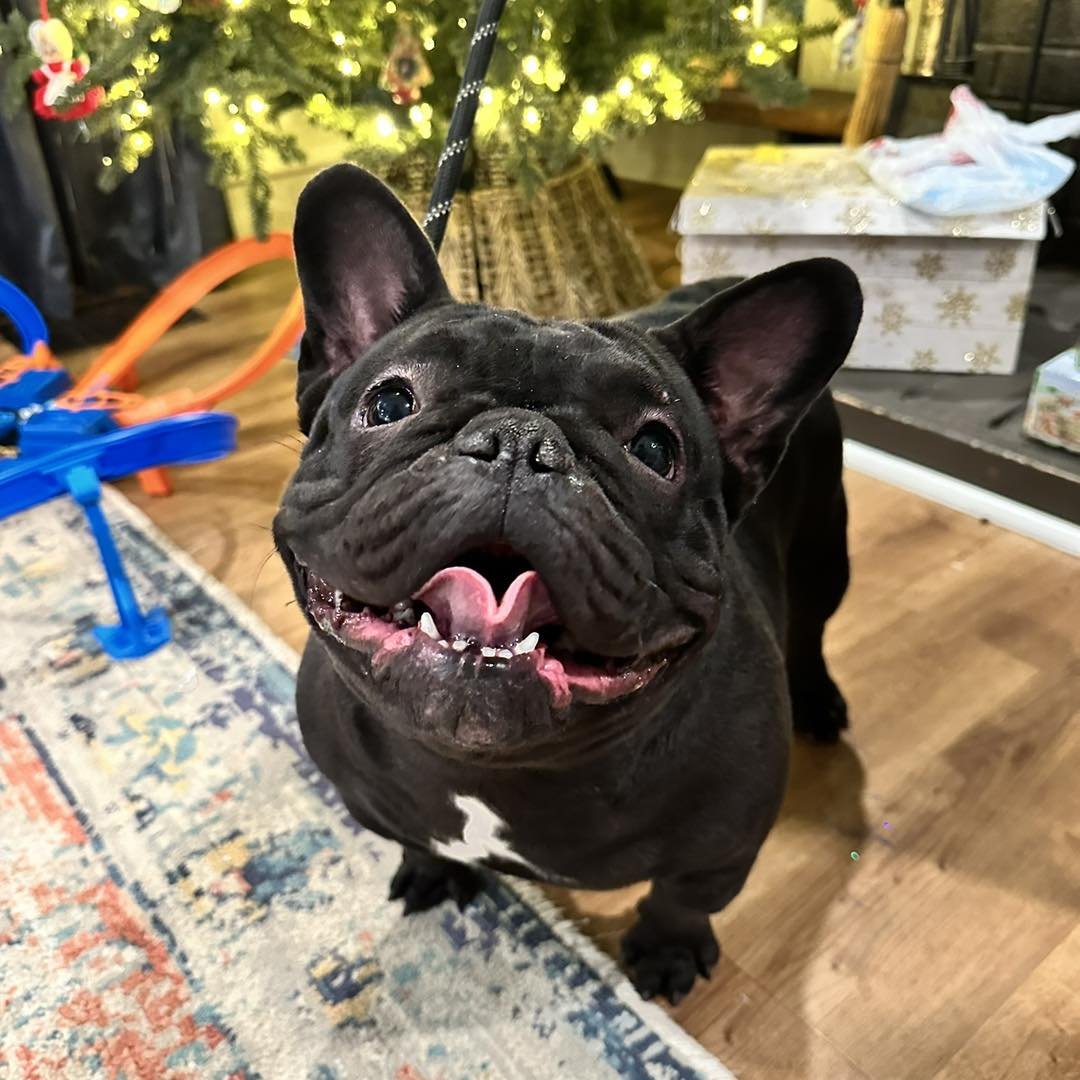 PEPPER - French Bulldog available for adoption