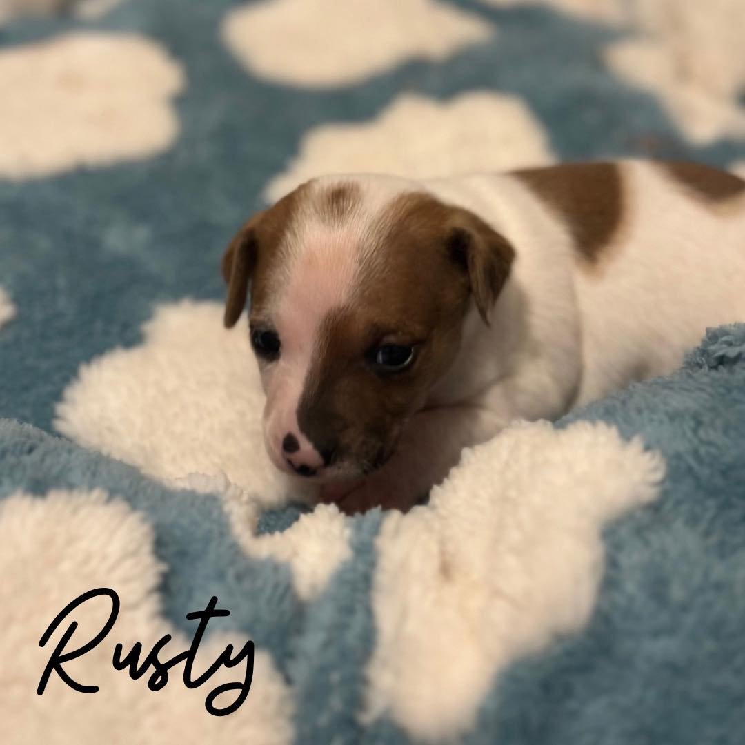 RUSTY - Unknown available for adoption