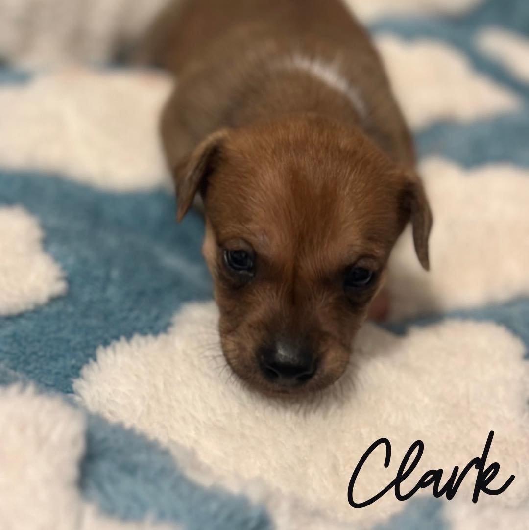 CLARK - Unknown available for adoption