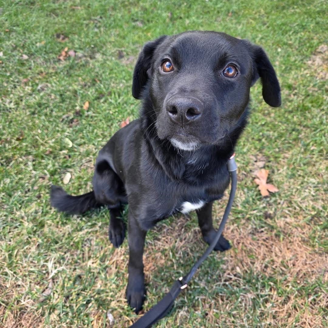 CHASE - Labrador Retriever available for adoption