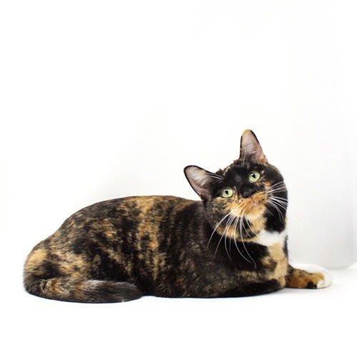 IRMAGENE - Domestic Short Hair available for adoption