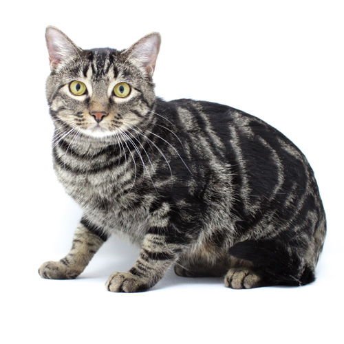 MOTHER GOOSE - Domestic Short Hair available for adoption