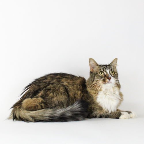 NYMPHADORA TONKS - Domestic Long Hair available for adoption