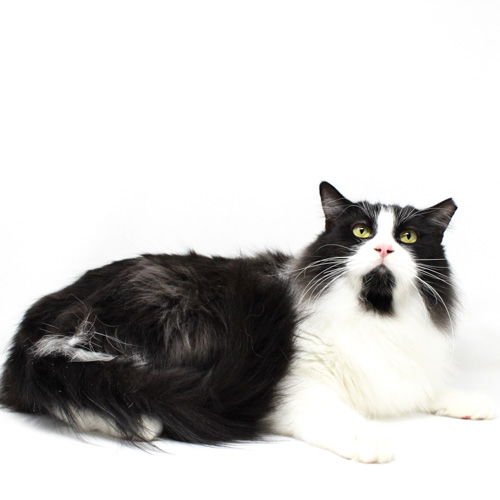 COW - Domestic Short Hair available for adoption