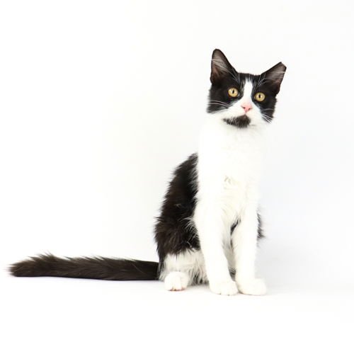 COW - Domestic Short Hair available for adoption