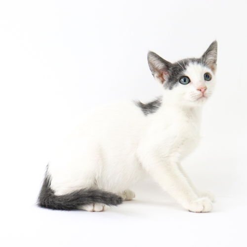 ARAGORN - Domestic Short Hair available for adoption