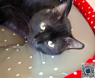 SHERWIN - American Shorthair available for adoption