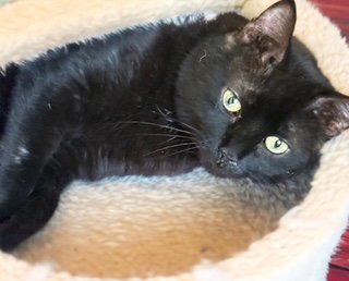 SHERWIN - American Shorthair available for adoption