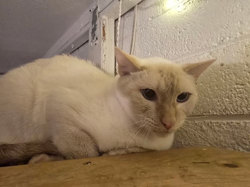 VALENTINO - Siamese available for adoption