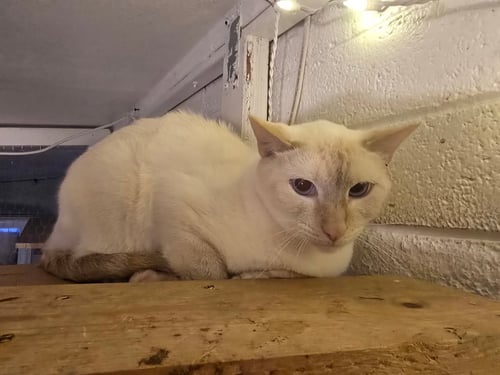 VALENTINO - Siamese available for adoption