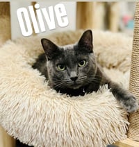 Olive (bonded with Storm) - Photo 3