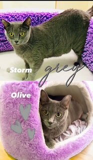OLIVE (BONDED WITH STORM) - Domestic Short Hair available for adoption