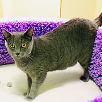 Olive (bonded with Storm) - Photo 4