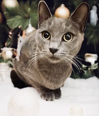 Olive (bonded with Storm) - Photo 5