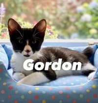 GORDON - Photo 1