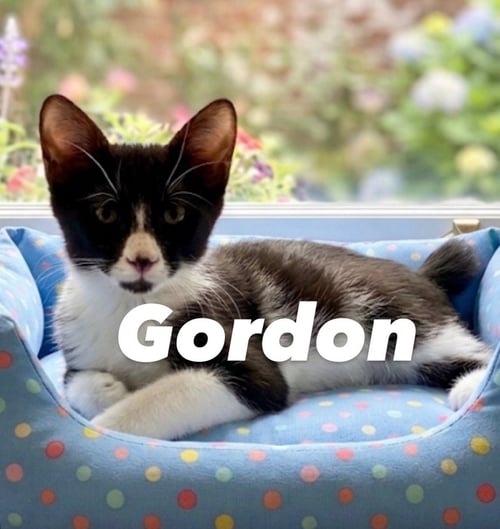 GORDON - Domestic Medium Hair available for adoption