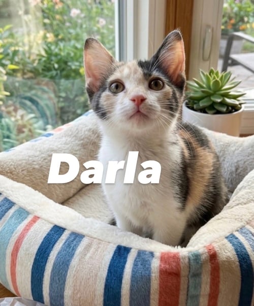 DARLA - Domestic Short Hair for adoption in Mesa