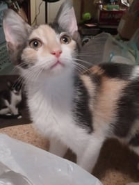Darla - Photo 3
