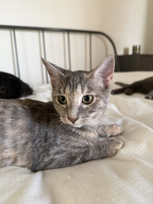 KISSA (BONDED TO MINOU) - Domestic Short Hair available for adoption