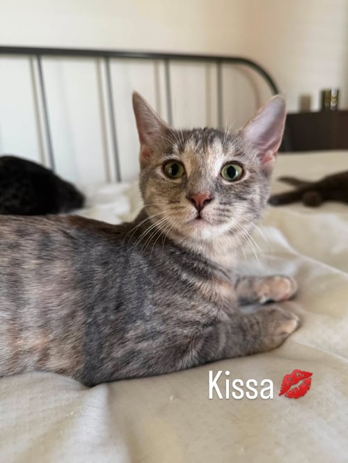 KISSA (BONDED TO MINOU) - Domestic Short Hair available for adoption